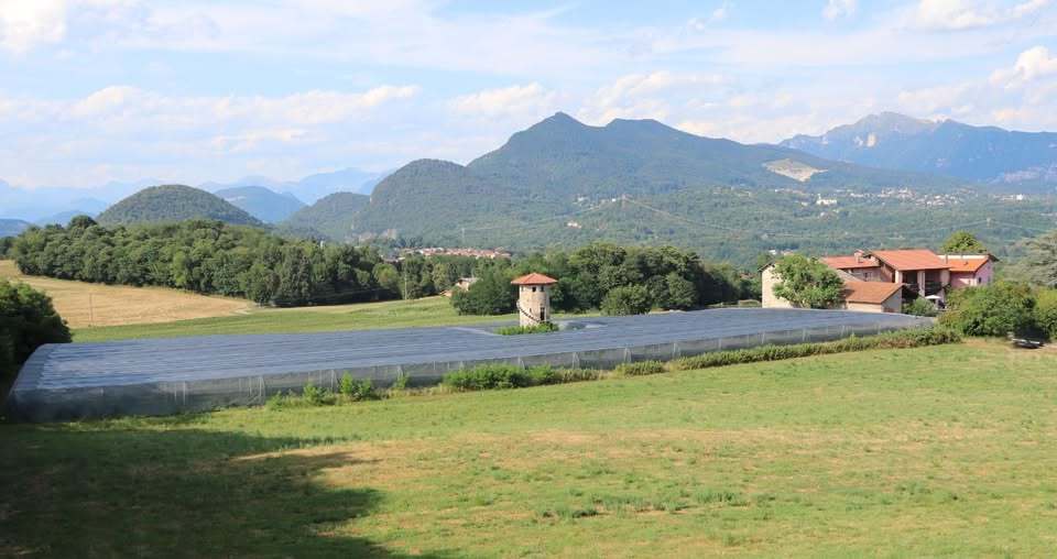 Mirtilleto-nel-varesotto