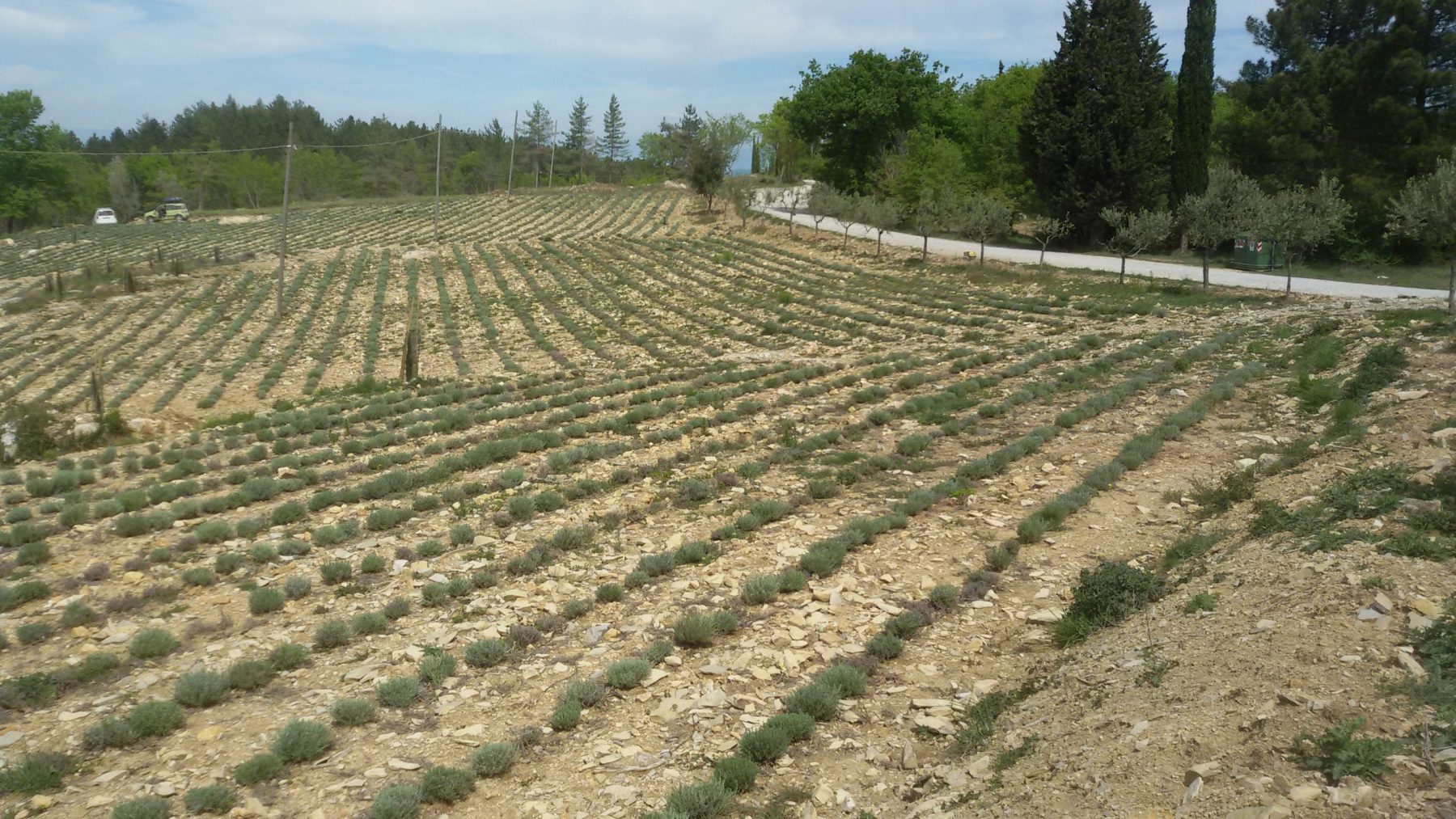 Elicriso nel Chianti