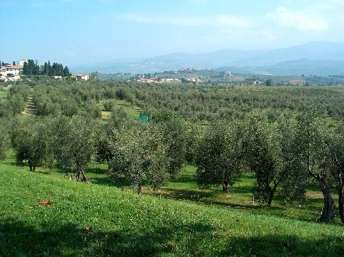 oliveto