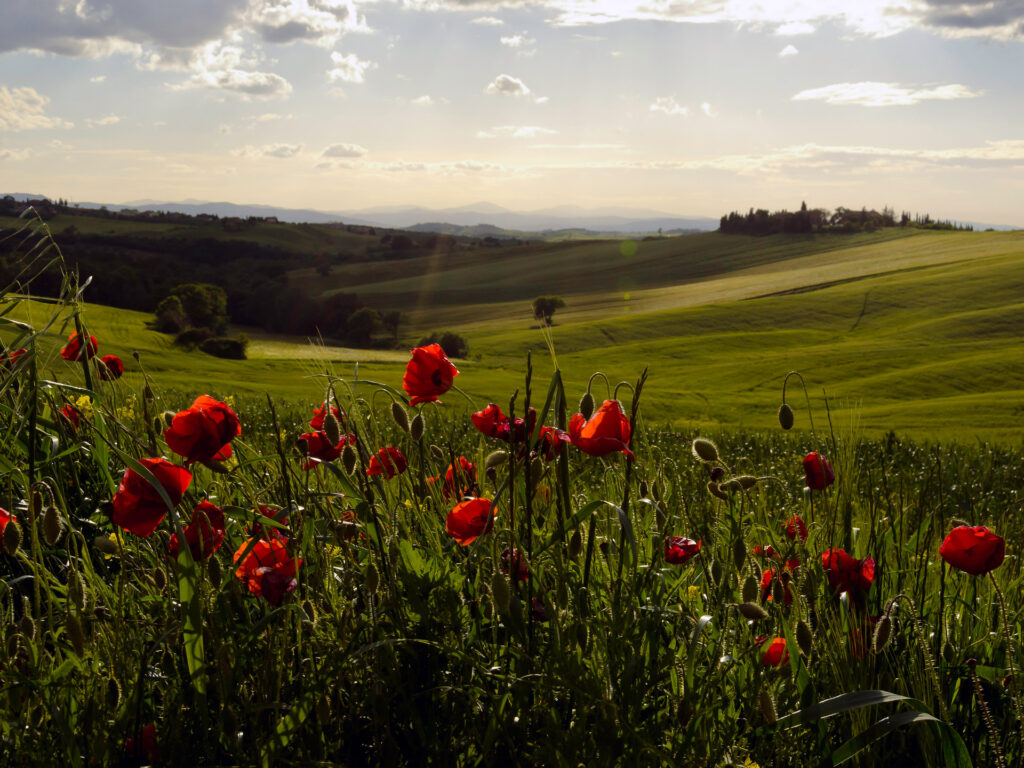 Studio Clemente - Consulenze agronomiche in Toscana